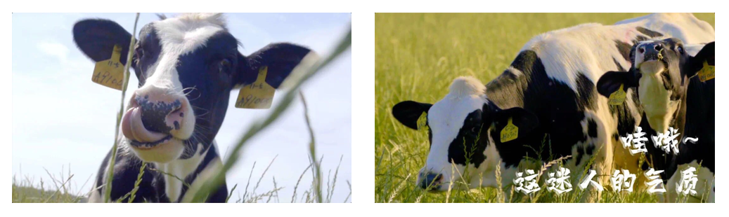 登录入口丨每天一杯奶，幸福健康喝出来！！！