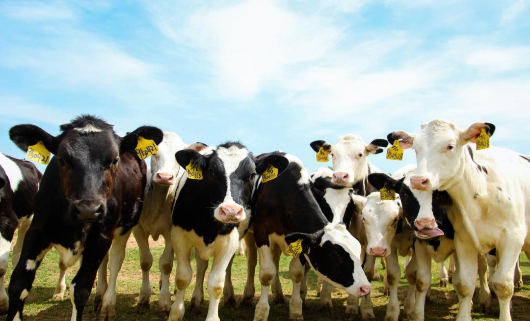 北京大学南南合作与发展学院教授、全球伙伴关系主任周咏梅一行莅临登录入口平舆瑞亚牧业参观调研