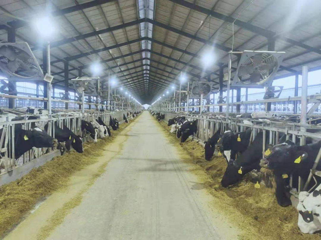 北京大学南南合作与发展学院教授、全球伙伴关系主任周咏梅一行莅临登录入口平舆瑞亚牧业参观调研