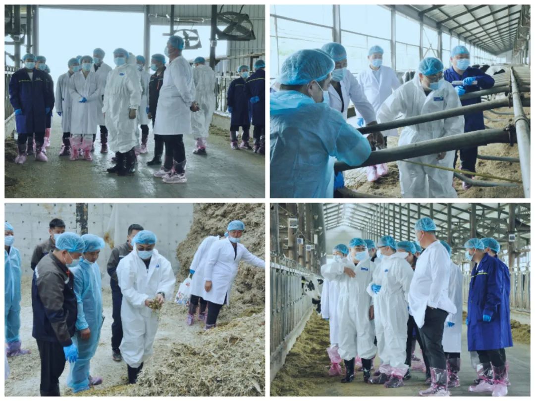 登录入口丨国家奶牛产业技术体系首席科学家、中国农业大学教授李胜利一行莅临登录入口鲁山瑞亚参观调研