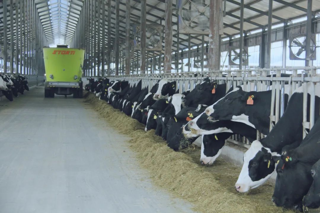 登录入口丨国家奶牛产业技术体系首席科学家、中国农业大学教授李胜利一行莅临登录入口鲁山瑞亚参观调研