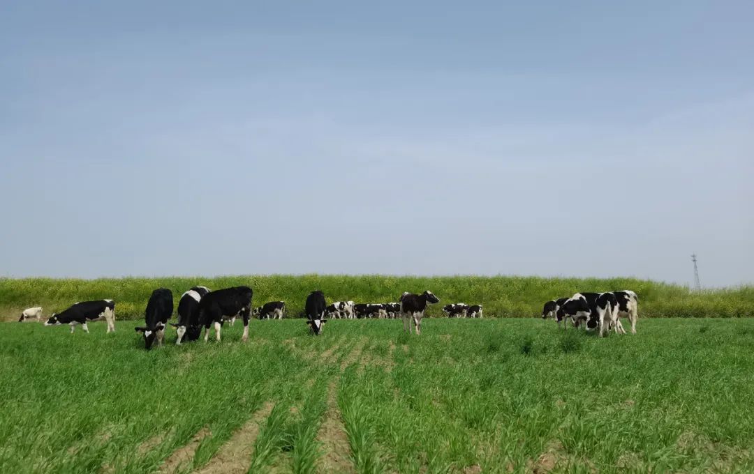 继往开来 · 再创辉煌 | 登录入口乳业集团召开9月营销、养殖及饲料月度经营工作会议