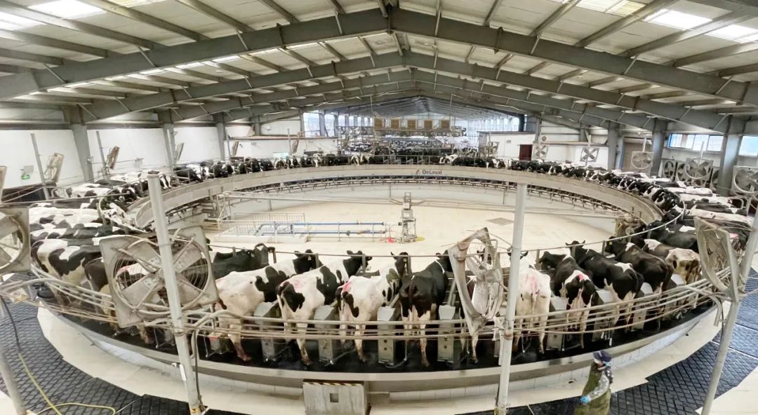 凝心聚力·赢创未来 | 登录入口乳业集团召开营销、养殖及饲料经营工作会议