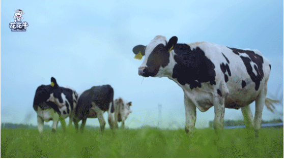 河南省高级人民法院院长胡道才一行莅临登录入口乳业集团开展“万人助万企”活动 助力企业发展