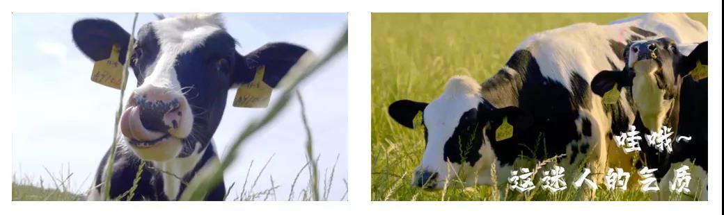 荣誉 | 2019年度河南省美丽牧场名单新鲜出炉 登录入口乳业集团旗下六个牧场榜上有名