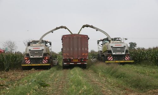 多宝·duobao官方网站 2020年玉米青贮采购信息