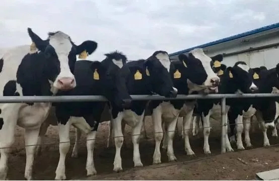 省委书记王国生到河南登录入口乳业集团·新蔡瑞亚牧业有限公司调研