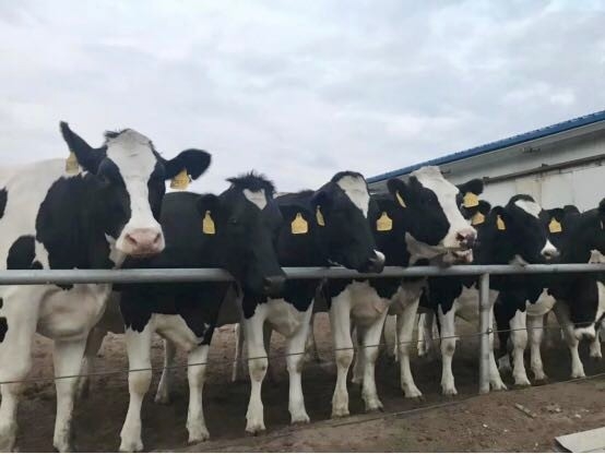 登录入口乳业集团2019年花生秸秆招标公告